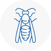 Taibach Wasp Nest Removal